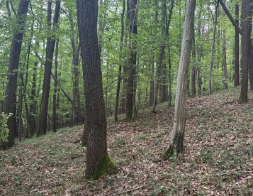 Těžba dubu- výběrová 100m3