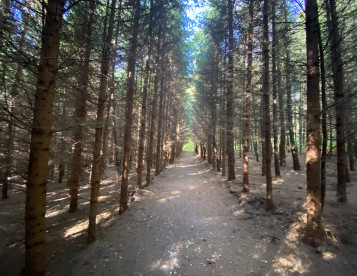 Lesní pozemek a pozemek ostatní plochy Horní Lánov