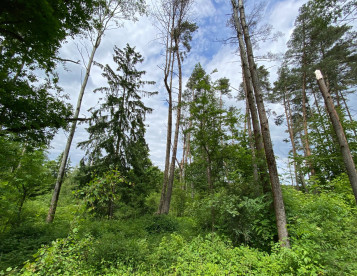 Lesní pozemek Lštění nad Zubřinou