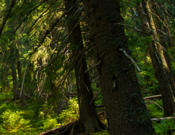 Technik v lesnictví (m/ž)
