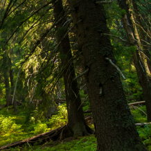 Technik v lesnictví (m/ž)