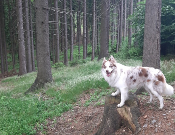 Sháním práci:Prořezavky, vyžínání, stavba oplocenek 