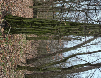 Těžba dřeva a vyvážečka