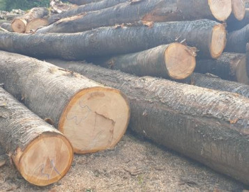 Prodám kulatinu Třešně