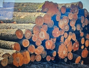 Prodám Kulatinu Olše 30+