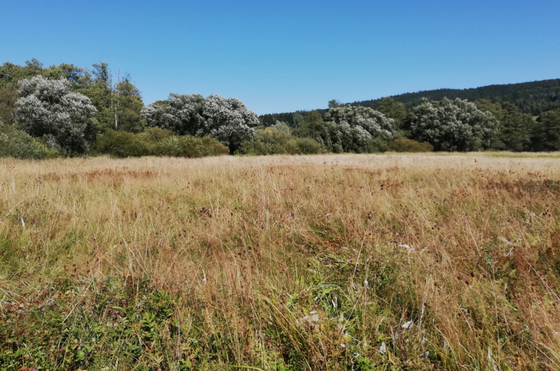 Ilustrační foto: řeka Svratka a její povodí v okolí obce Milovy. Foto: Klára Šimerová