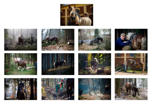 Chladnokrevnici_nahledy_small