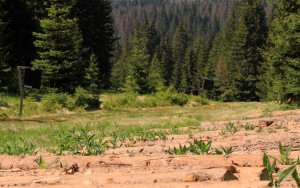 sumava_kurovec_dopis_2