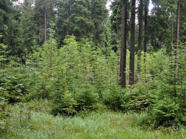 Zmlazení jeřábu pod smrkem bez nutnosti ochrany před zvěří. Krušné hory, Sasko.